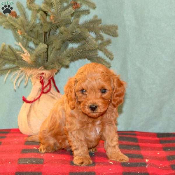 Kayla, Mini Goldendoodle Puppy