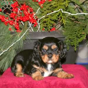 Kayla, Cavalier King Charles Spaniel Puppy