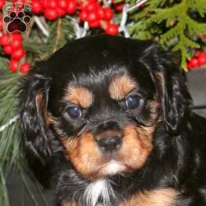 Kayla, Cavalier King Charles Spaniel Puppy