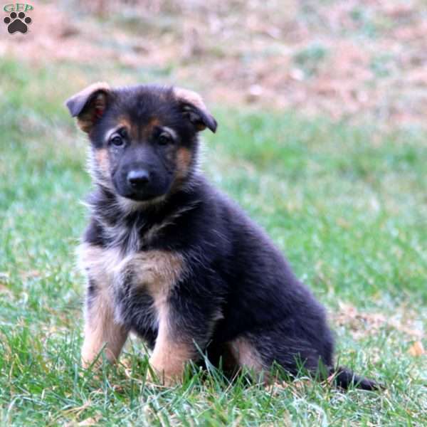 Kayla, German Shepherd Puppy