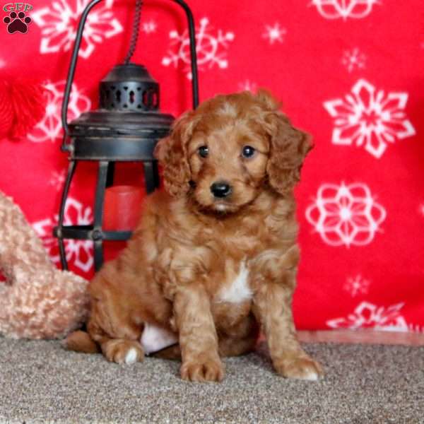 Kayla, Labradoodle Puppy