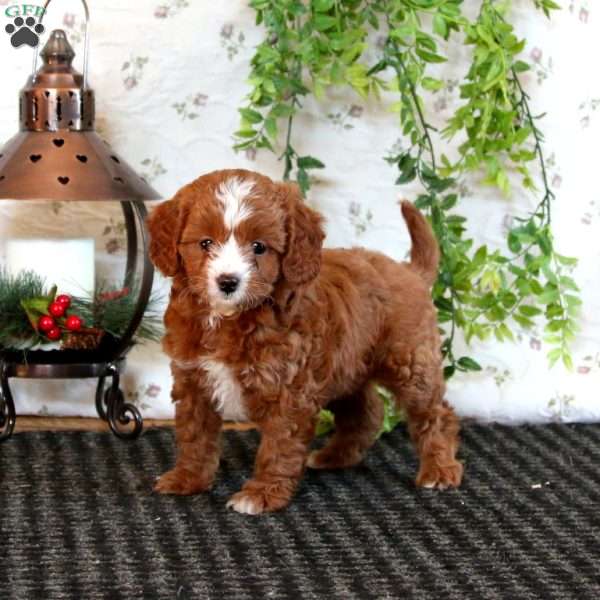 Kayla, Cavapoo Puppy