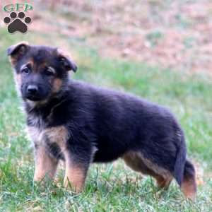 Kayla, German Shepherd Puppy