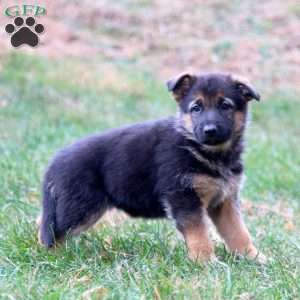 Kayla, German Shepherd Puppy