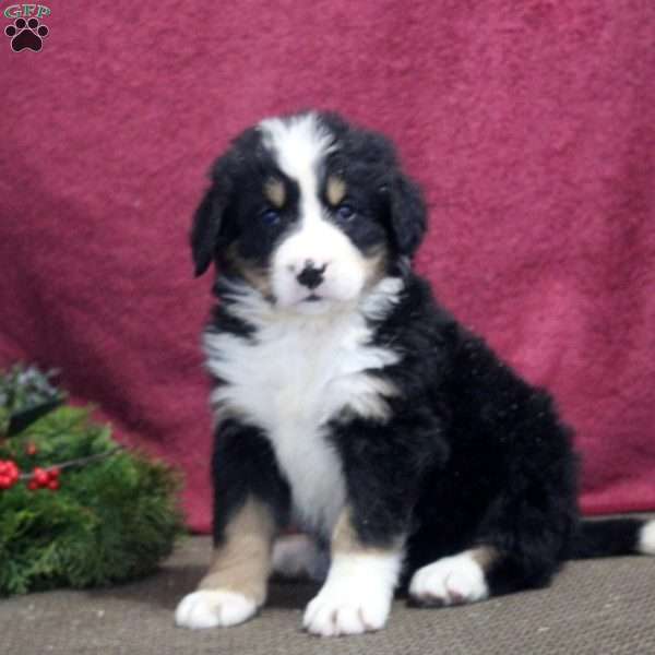 Kaylee, Bernedoodle Puppy