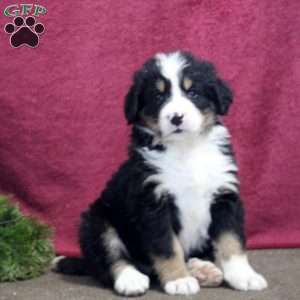 Kaylee, Bernedoodle Puppy