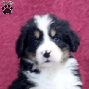 Kaylee, Bernedoodle Puppy