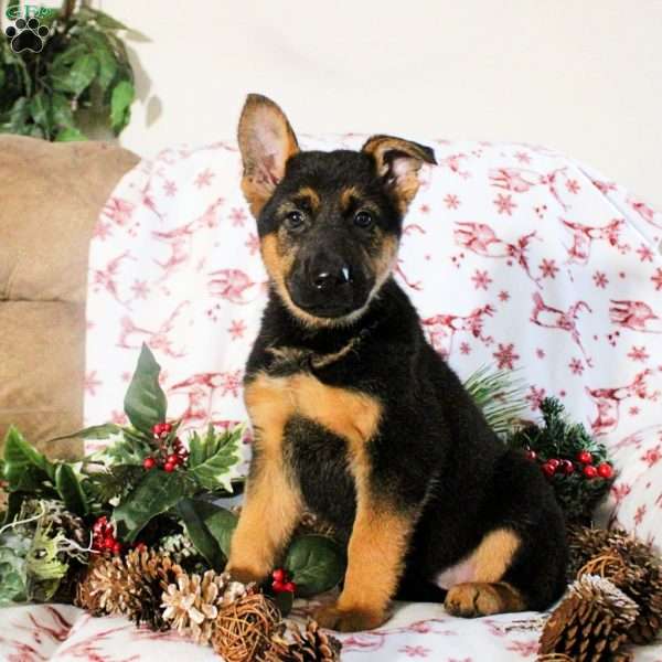 Kaylee, German Shepherd Puppy