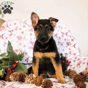 Kaylee, German Shepherd Puppy