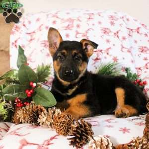 Kaylee, German Shepherd Puppy