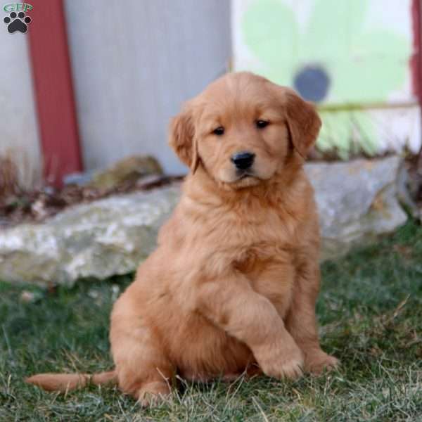 Kayson, Golden Retriever Puppy