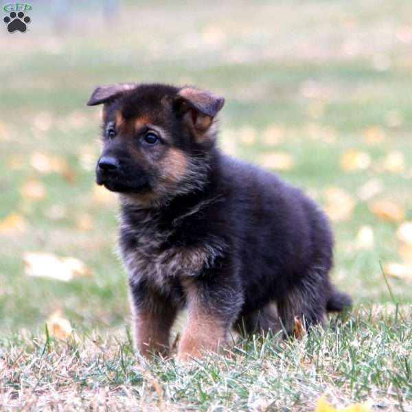 Kayson, German Shepherd Puppy