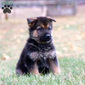 Kayson, German Shepherd Puppy