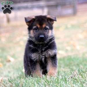 Kayson, German Shepherd Puppy