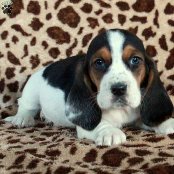 Keefer, Basset Hound Puppy