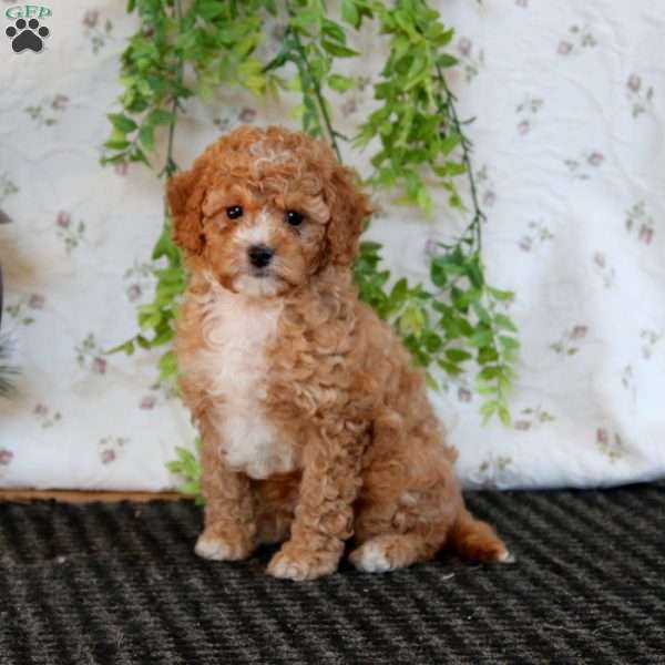 Keith, Cavapoo Puppy