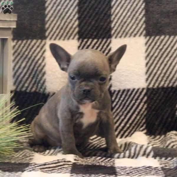 Kelly, Frenchton Puppy