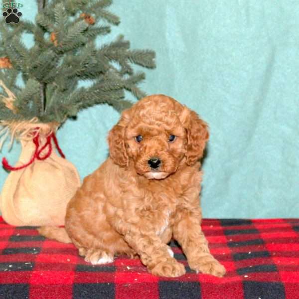 Kelly, Mini Goldendoodle Puppy