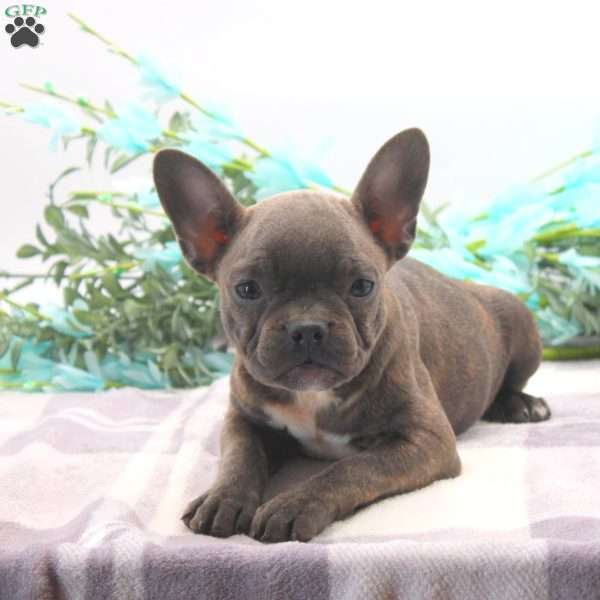 Kelly, Frenchton Puppy