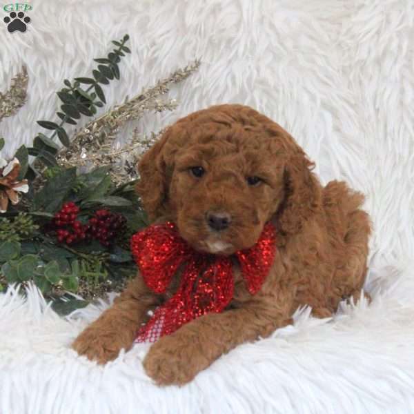 Kelly, Mini Goldendoodle Puppy