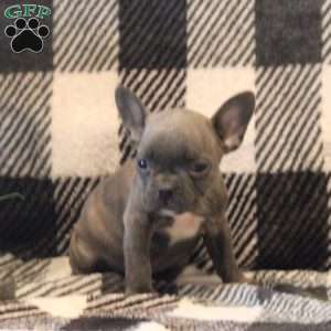 Kelly, Frenchton Puppy