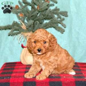 Kelly, Mini Goldendoodle Puppy