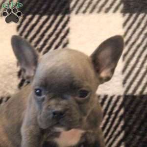 Kelly, Frenchton Puppy