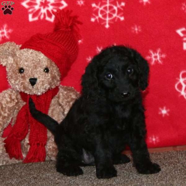 Kelly, Labradoodle Puppy