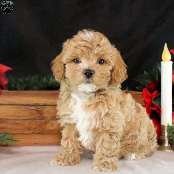 Kelly, Maltipoo Puppy