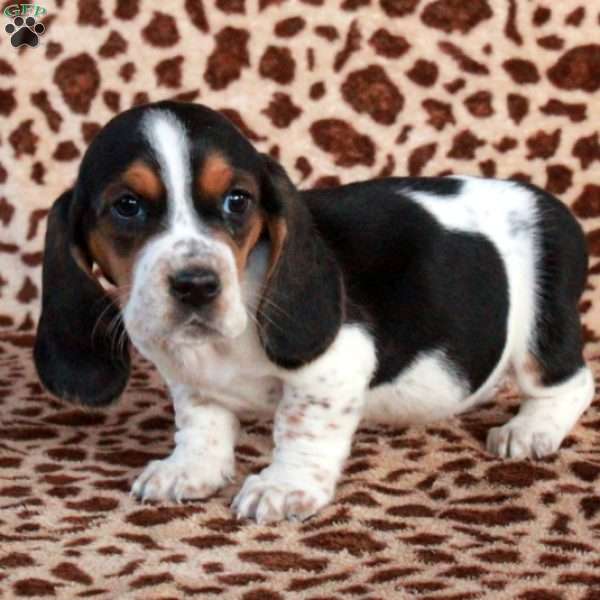 Kelsey, Basset Hound Puppy