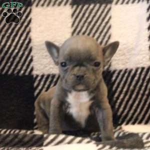 Kelsey, Frenchton Puppy