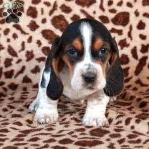 Kelsey, Basset Hound Puppy