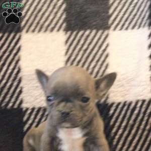 Kelsey, Frenchton Puppy