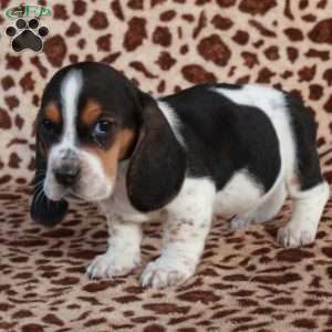 Kelsey, Basset Hound Puppy