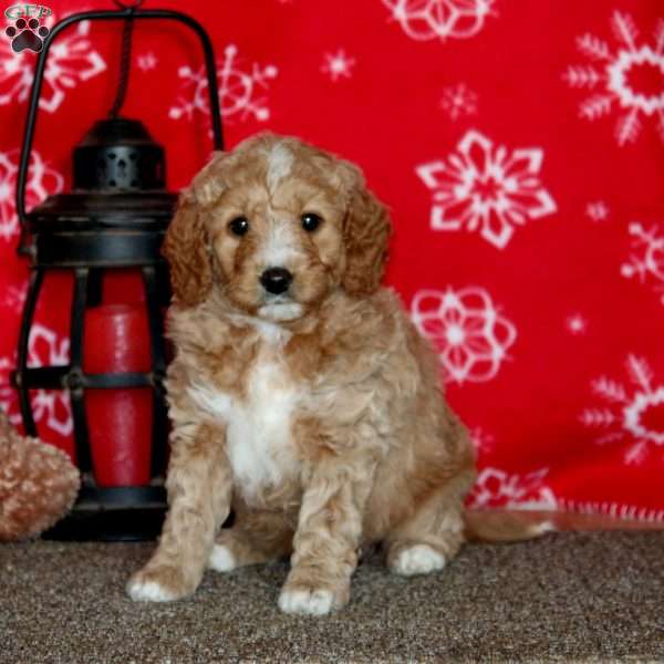 Kelsey, Labradoodle Puppy