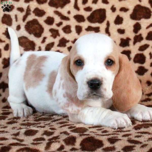 Kelso, Basset Hound Puppy