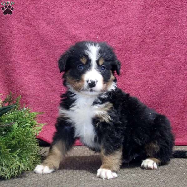 Ken, Bernedoodle Puppy