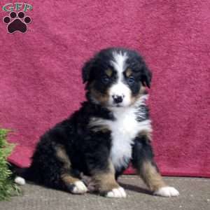 Ken, Bernedoodle Puppy