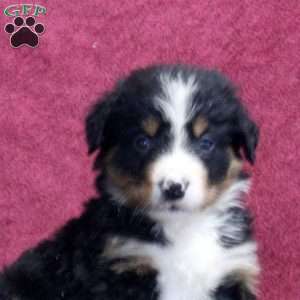 Ken, Bernedoodle Puppy