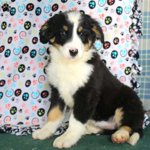 Kendall, Bernedoodle Puppy