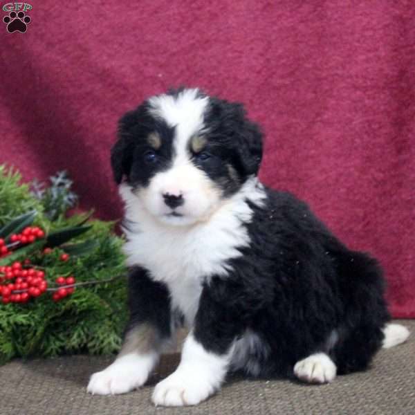 Kendall, Bernedoodle Puppy