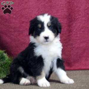 Kendall, Bernedoodle Puppy