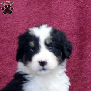 Kendall, Bernedoodle Puppy