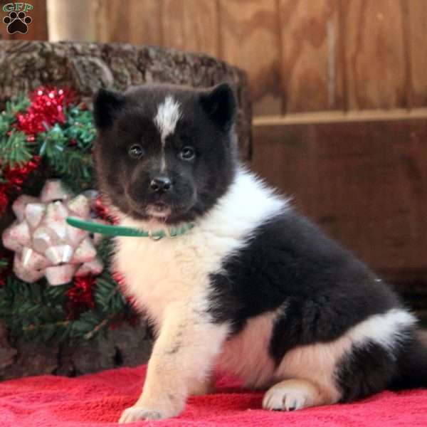 Kendra, Akita Puppy