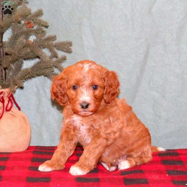 Kennedy, Mini Goldendoodle Puppy