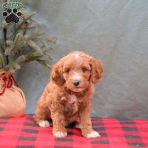 Kennedy, Mini Goldendoodle Puppy