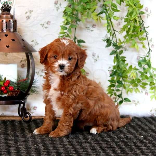 Kenny, Cavapoo Puppy