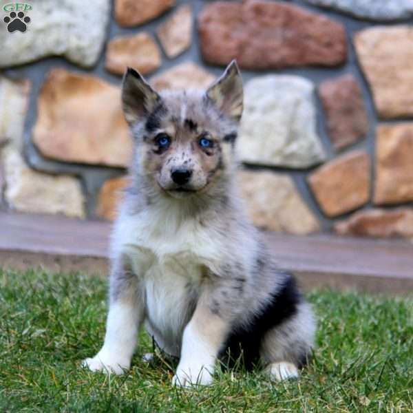 Kent, Pomsky Puppy