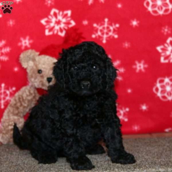 Kent, Labradoodle Puppy