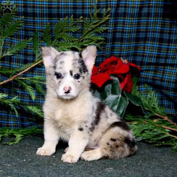 Kent, Pembroke Welsh Corgi Puppy